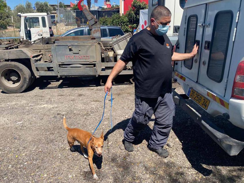 מגדל העמק: מבצע מוצלח לאיתור כלבים מסוכנים