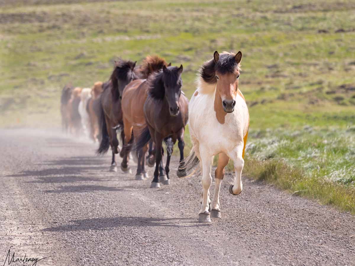פיתחו מזג נעים וחברותי, סוסים באיסלנד. צילומים: מרלן נוי
