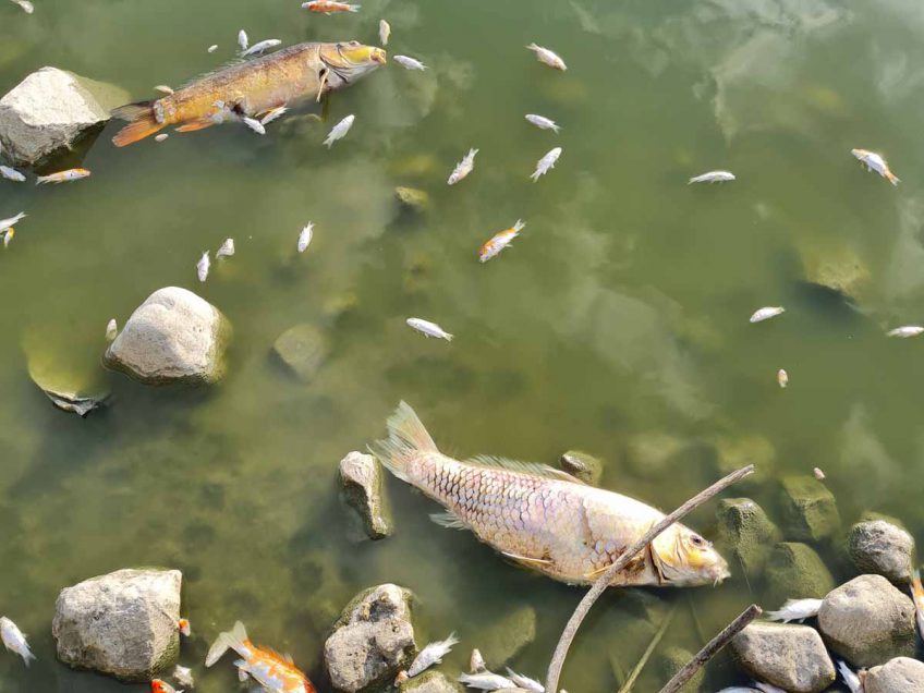 בעקבות חשיפה של תמותה חריגה של דגים, צו הסגר הוצא למאגר בכפר רופין