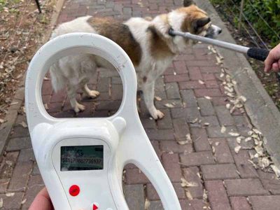 'די למוקשים' בעפולה: מחלקת הפיקוח תגביר את האכיפה על שיטוט וצואת כלבים