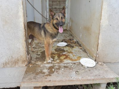 עפולה: כלבים שהוחזקו בתנאים קשים ובתת תזונה הועברו למתקן של משרד החקלאות