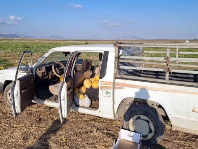 המאבק בפשיעה החקלאית: סוכלה גניבת עשרות ק"ג של מלונים בכפר ברוך