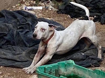 עצוב: כלב שהוזנח בתנאים קשים מת בדרך לטיפול