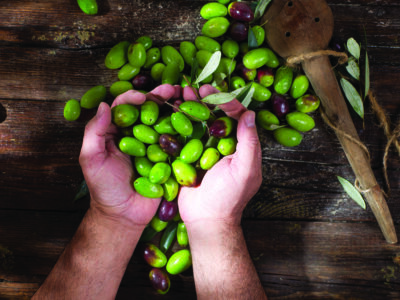 חקלאות, תיירות ושורשיות: סיפורו של שמן הזית היזרעאלי