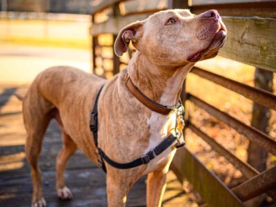 כלבת בעמק המעיינות: כלב ביתי בתל תאומים התגלה כנגוע במחלה
