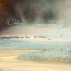 ברבורים במעיין חם באגם קושארו הקפוא. צילום: מרלן נוי