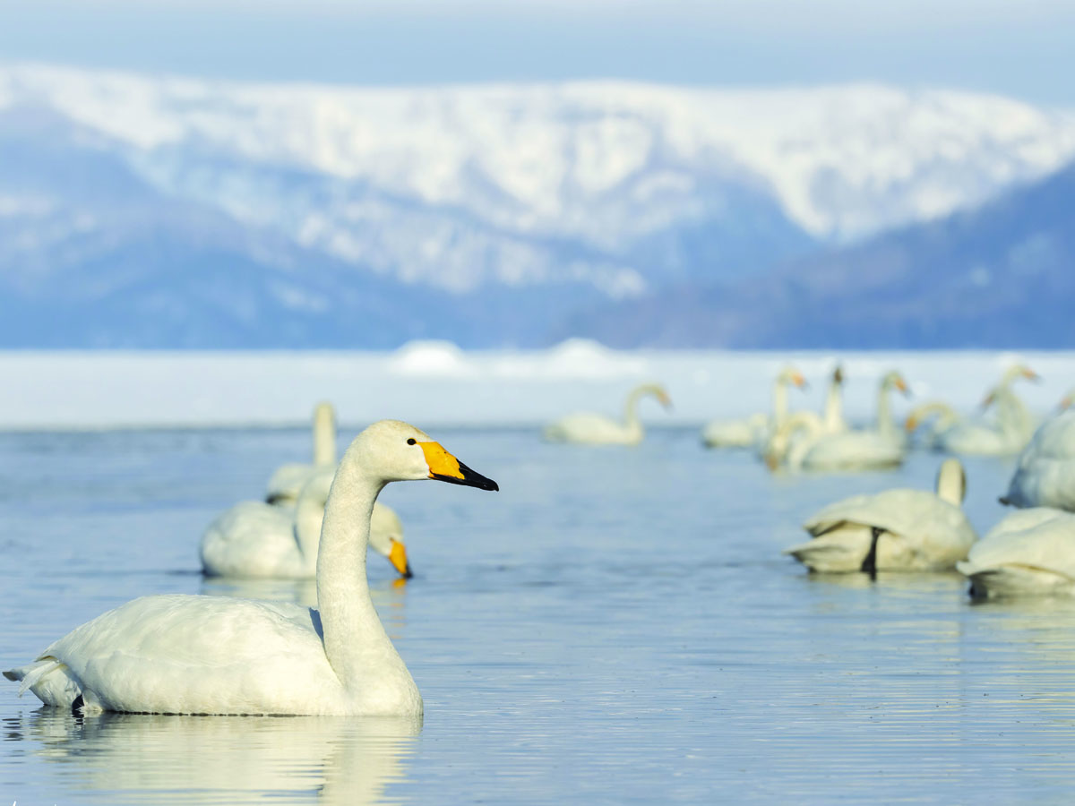 ברבורים מזמרים בקצוות אגם קושרו. צילום: מרלן נוי