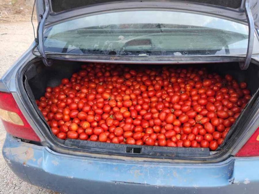רם און: תושבות אום אל פאחם חשודות בגניבת כ-300 ק״ג עגבניות