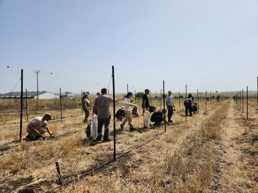 בעקבות נזקי המלחמה: מתנדבי השומר החדש נטעו כרם חדש ליקב טוליפ שניזוק