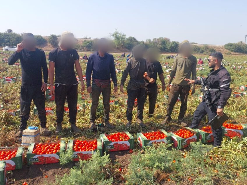 שדות בלפוריה: שב"חים נתפסו בקטיף עגבניות