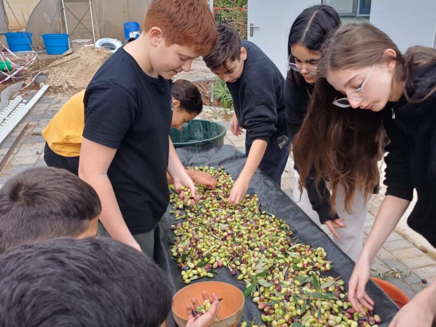 שומרים על המסורת: תלמידי ויצו ניר העמק במסיק זיתים אורגני