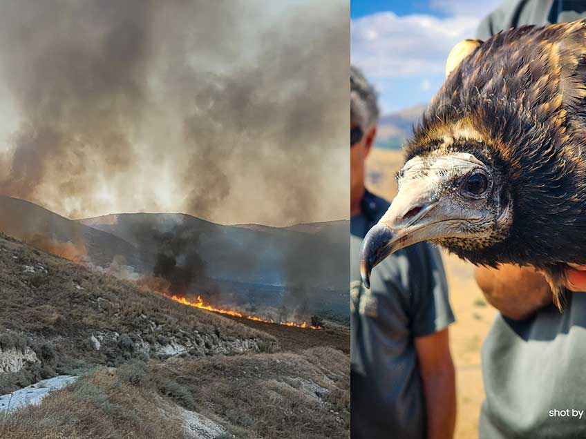 רגעים בטבע תחת אש: תערוכת צילומים מהטבע הצפוני
