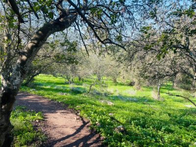 סובב דליה: כשהטבע והפריחה פוגשים את הקסם הכפרי