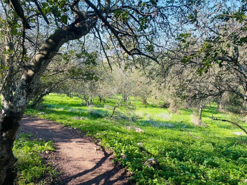 סובב דליה: כשהטבע והפריחה פוגשים את הקסם הכפרי