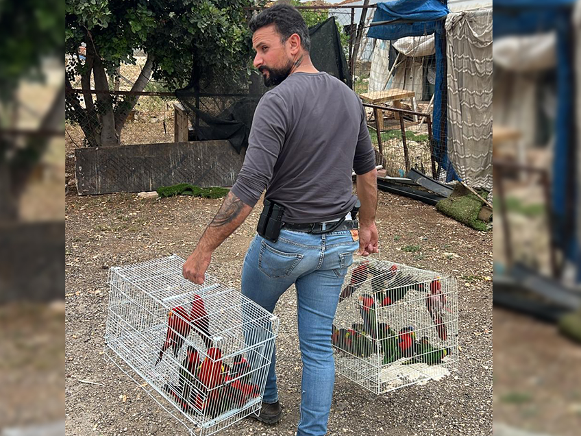 המשטרה תפסה חברי חוליה שחשודה בהתפרצות וגניבת תוכים מהגן גורו