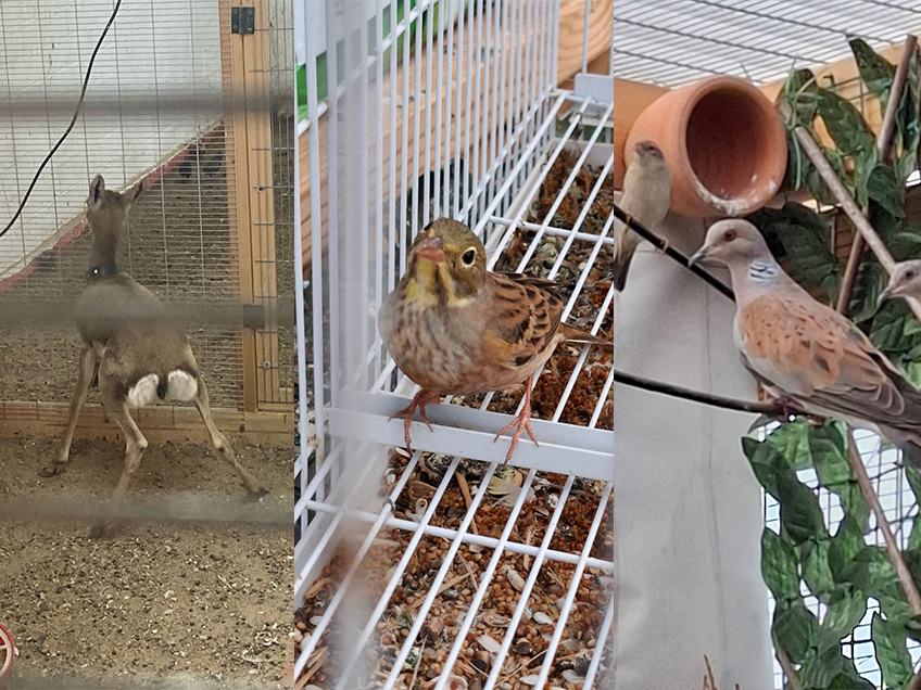 תושב האזור נעצר בחשד לסחר בעשרות חיות בר נדירות