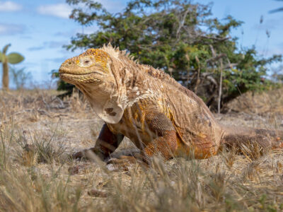 13 טיסות, צלילה במים קפואים לצד כרישי פטיש ויתושים באמזונס: המסע המופלא של מרלן נוי ממרחביה