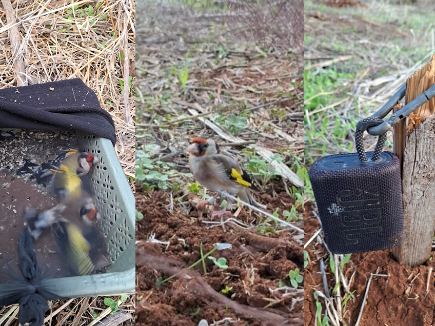 "שתי ציפורים במכה אחת": שב"חים נתפסו בעמק המעיינות בציד חוחיות – עם רשת קופצת