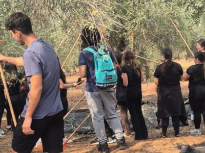 תלמידי ויצו ניר העמק יצאו ליום מסיק זיתים בשיתוף ארגון "השומר החדש"