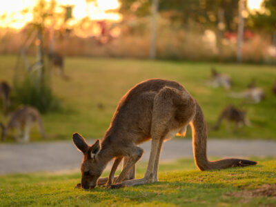 פסח 2026 בגן גורו: פסטיבל אוסטרליה חוזר בהתאם להנחיות פיקוד העורף