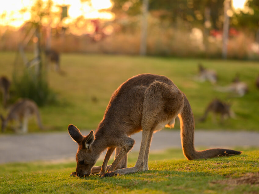 פסח 2026 בגן גורו: פסטיבל אוסטרליה חוזר בהתאם להנחיות פיקוד העורף