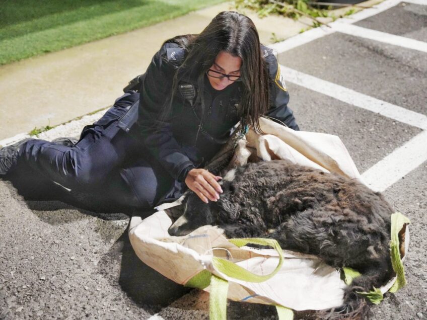 חג חירות אמיתי: מבצע לחילוץ הכלב לאקי שנחטף והופקר בשטח
