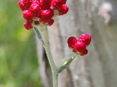 דם-המכבים האדום, הפרח שמזוהה עם יום הזיכרון, כבר פורח במנחת מגידו ובגלבוע
