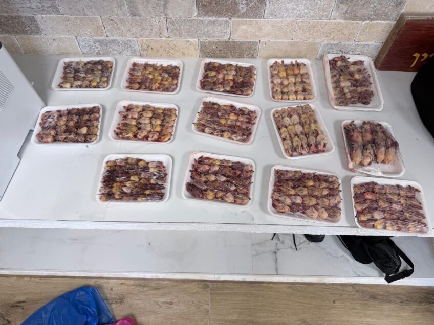 חשד לציד וסחר באלפי ציפורי שיר מוגנות האסורות למאכל